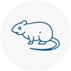 Rat Control Haywards Heath