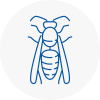 Haywards Heath Wasp Nest Removal